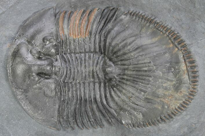 Thysanopeltis Trilobite - Boudib, Morocco #240498